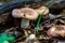 Closeup of Russula vesca, known as the flirt.