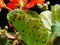 Closeup of rust fungi on Pelargonium zonale