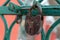 Closeup rusty padlock old grille wicket green protection of the territory deadbolt