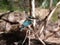 Closeup of a sacred kingfisher on a branch (Todiramphus sanctus)