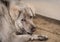 Closeup sad dog lying on concrete floor. Fat dog bored for waiting owner. Expression face of domestic animals. Adorable pet.