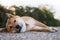 Closeup sad dog rest on green landscape, chilling shiba inu calm leisure on park, pet relaxing lies on nature, animal relax