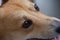 Closeup of sad eyes of purebred corgi dog