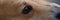 Closeup of sad eyes of purebred corgi dog