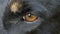 A closeup of a sad orange eye of some black mongrel in slo-mo