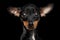 Closeup Sadly Toy Terrier Puppy Looking in Camera, Black Isolated