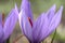 Closeup of Saffron flowers in a field â€“ zafferano