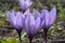 Closeup of Saffron flowers in a field â€“ zafferano