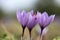 Closeup of Saffron flowers in a field â€“ zafferano