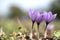 Closeup of Saffron flowers in a field â€“ zafferano