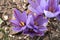 Closeup of Saffron flowers in a field â€“ zafferano