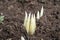 Closeup of Saffron flowers in a field â€“ zafferano