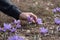 Closeup of Saffron flowers in a field â€“ zafferano