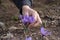 Closeup of Saffron flowers in a field â€“ zafferano