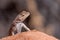 Closeup of Sagebrush lizard on a rock on blur background
