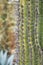 Closeup of Saguaro cactus