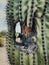 Closeup Saguaro Cactus with hole.