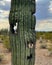 Closeup Saguaro Cactus with holes