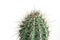 Closeup saguaro cactus, isolated on a white background, side view