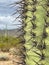 Closeup Saguaro Cactus with spider web