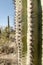 Closeup Saguaro Cactus thorns