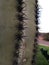 Closeup of Saguaro Cactus Thorns