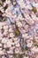 Closeup sakura are blooming, Japan