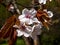 Closeup sakura flowers on blurred bokeh background. Cherry blossom branch in bloom. Garden on sunny spring day. Shallow depth of