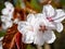 Closeup sakura flowers on blurred bokeh background. Cherry blossom branch in bloom. Garden on sunny spring day. Shallow depth of