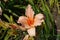 Closeup of salmon colored flower of Hemerocallis fulva