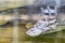 Closeup of a saltwater crocodile floating on the water's surface. Crocodylus porosus.