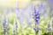 Closeup Salvia Merleau Blue flower over blurred flower garden background