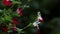 Closeup of Salvia microphylla or Cherry sage or Baby sage or Grahams sage