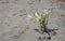 Closeup of sand lily