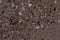 Closeup Sand Texture Background with Fine Grains and Sea Shells