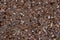 Closeup Sand Texture Background with Fine Grains and Sea Shells