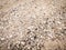 Closeup Sand Texture Background with Fine Grains and Sea Shells. Abstract, wallpaper. Matter, plant. Backdrop