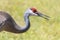 Closeup of a sandhill crane Antigone canadensis head and neck with bill open