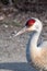 A closeup of a sandhill crane at the Bird Sanctuary.