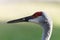 Closeup of a sandhill crane head