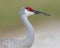 Closeup of a Sandhill Crane - Melbourne, Florida