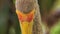 Closeup Sandhill Crane Turns Head with Big Beak