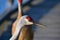 A closeup of Sandhill Cranes perching on the pier.