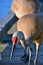 A closeup of Sandhill Cranes perching on the pier.