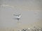 Closeup of sandpiper foraging along shore at Grand Bend Beach