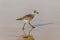 Closeup of Sandpiper Sanderling walking on empty beach sand.