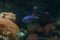 Closeup of a sapphire damsel (Pomacentrus pavo) swimming in an aquarium