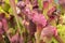 Closeup of the Sarracenia pitfall traps. American Pitcher Plant. Carnivorous Plant