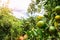 Closeup of satsumas Bang Mot tangerine ripening on tree