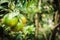 Closeup of satsumas Bang Mot tangerine ripening on tree